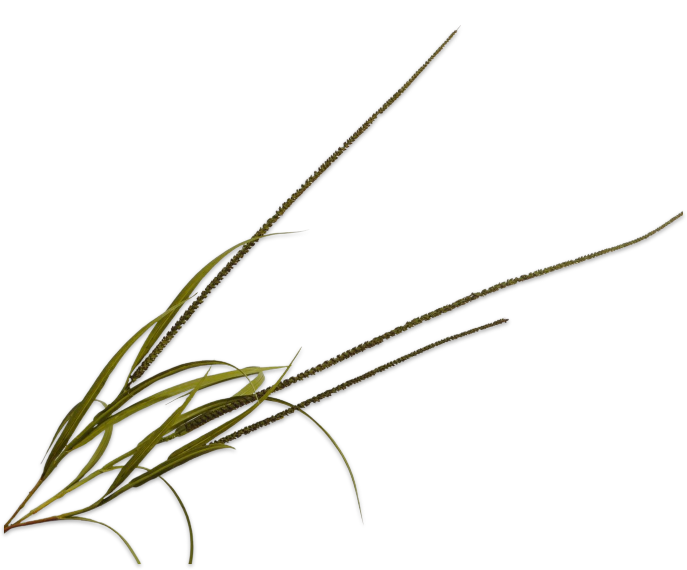Légies természetesség modern dekorációkhoz. 123906 Grass BRN/GRN 135cm nagyméretű díszfű