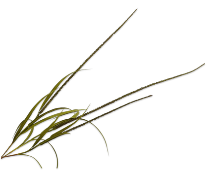Légies természetesség modern dekorációkhoz. 123906 Grass BRN/GRN 135cm nagyméretű díszfű
