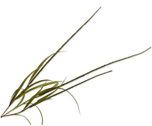 Légies természetesség modern dekorációkhoz. 123906 Grass BRN/GRN 135cm nagyméretű díszfű