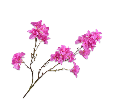 Trópusi elegancia, amely egész évben virágba borítja otthonát. 138890 Bougainvillea Beauty 104cm
