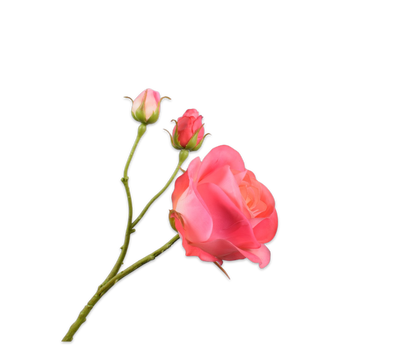 149256 Rózsa pink 59cm a rózsaszín bokorrózsa ág finom, romantikus megjelenésével a természetes elegancia megtestesítője.