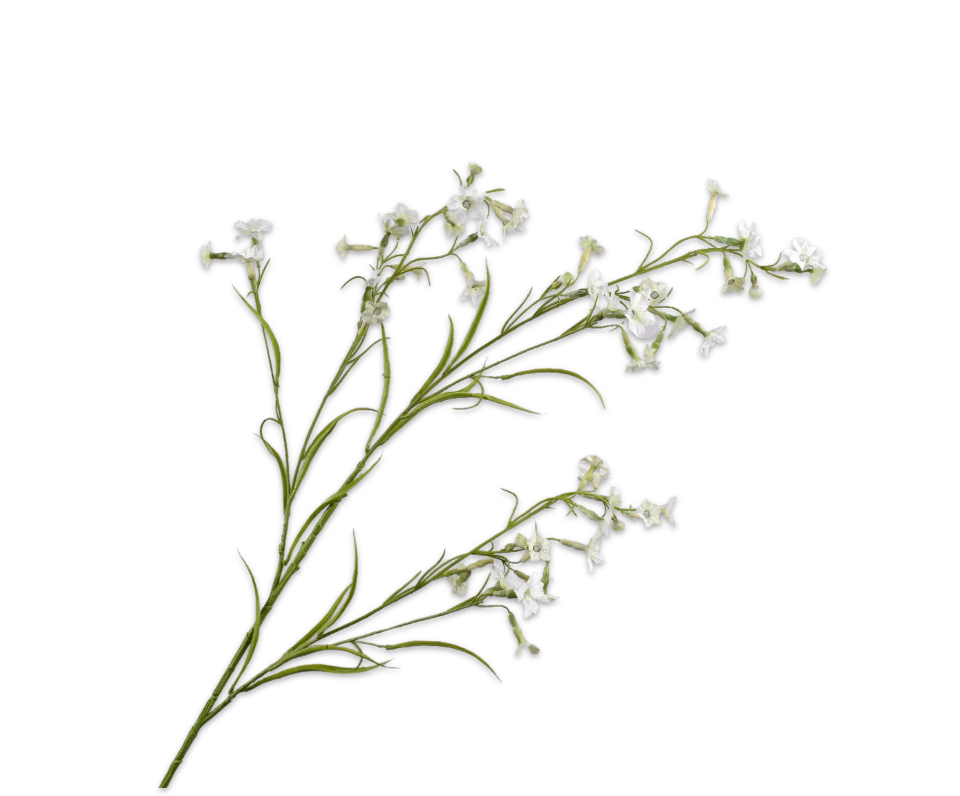 149325 Nicotiana cream 117cm a fehér díszdohány ág légies megjelenésével és apró, csillag alakú virágaival finom eleganciát sugároz.