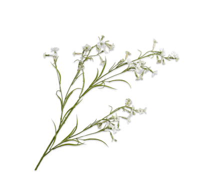 149325 Nicotiana cream 117cm a fehér díszdohány ág légies megjelenésével és apró, csillag alakú virágaival finom eleganciát sugároz.