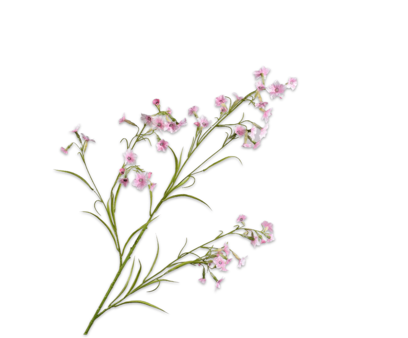 149326 Nicotiana pink 117cm a rózsaszín díszdohány ág apró, tölcsér alakú virágaival és légies megjelenésével finom, romantikus hangulatot teremt.