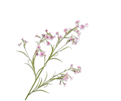149326 Nicotiana pink 117cm a rózsaszín díszdohány ág apró, tölcsér alakú virágaival és légies megjelenésével finom, romantikus hangulatot teremt.