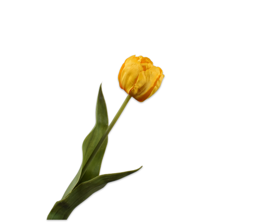 A napfény ragyogása, amely minden nap mosolyt csal az otthonába. 157082 Tulip Stem Yellow 47cm