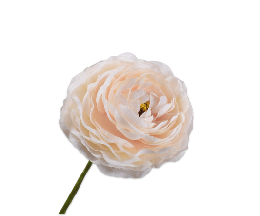 160434 Ranunculus cream 55cm prémium holland selyem boglárka