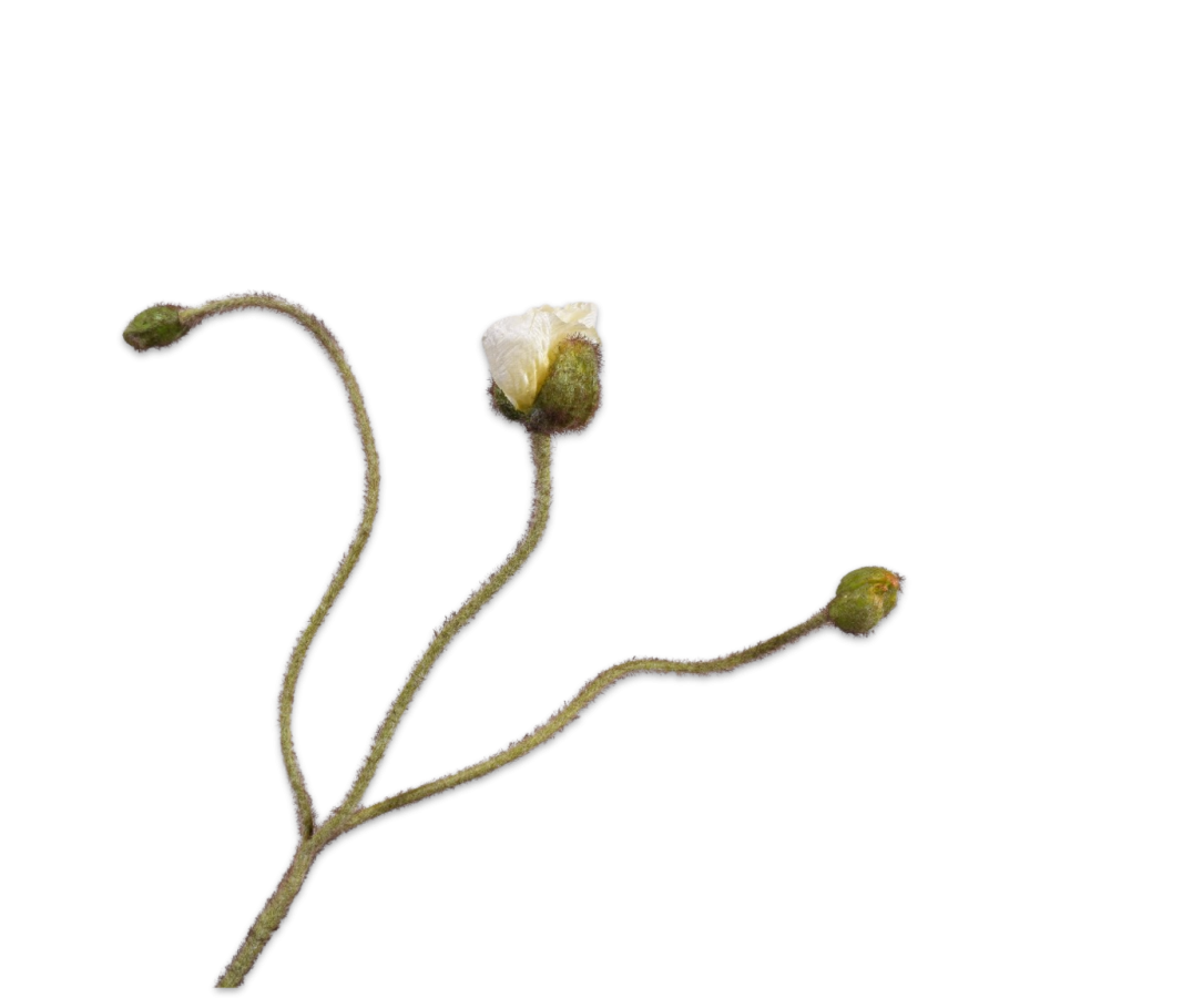 A természet finom eleganciája 161680 Poppy Steam Cream 87cm