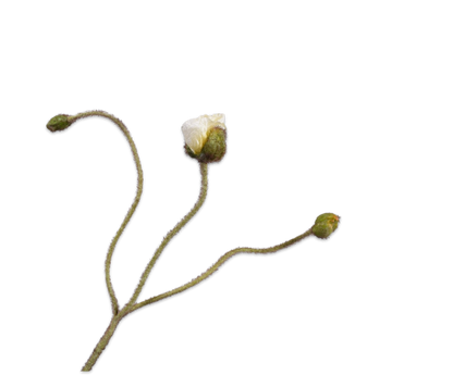 A természet finom eleganciája 161680 Poppy Steam Cream 87cm