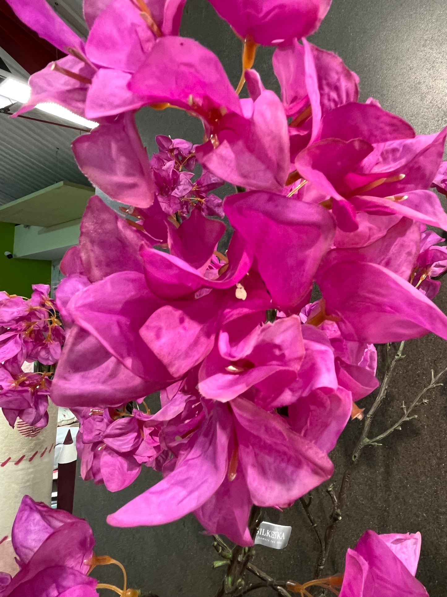 magenta viragcs 