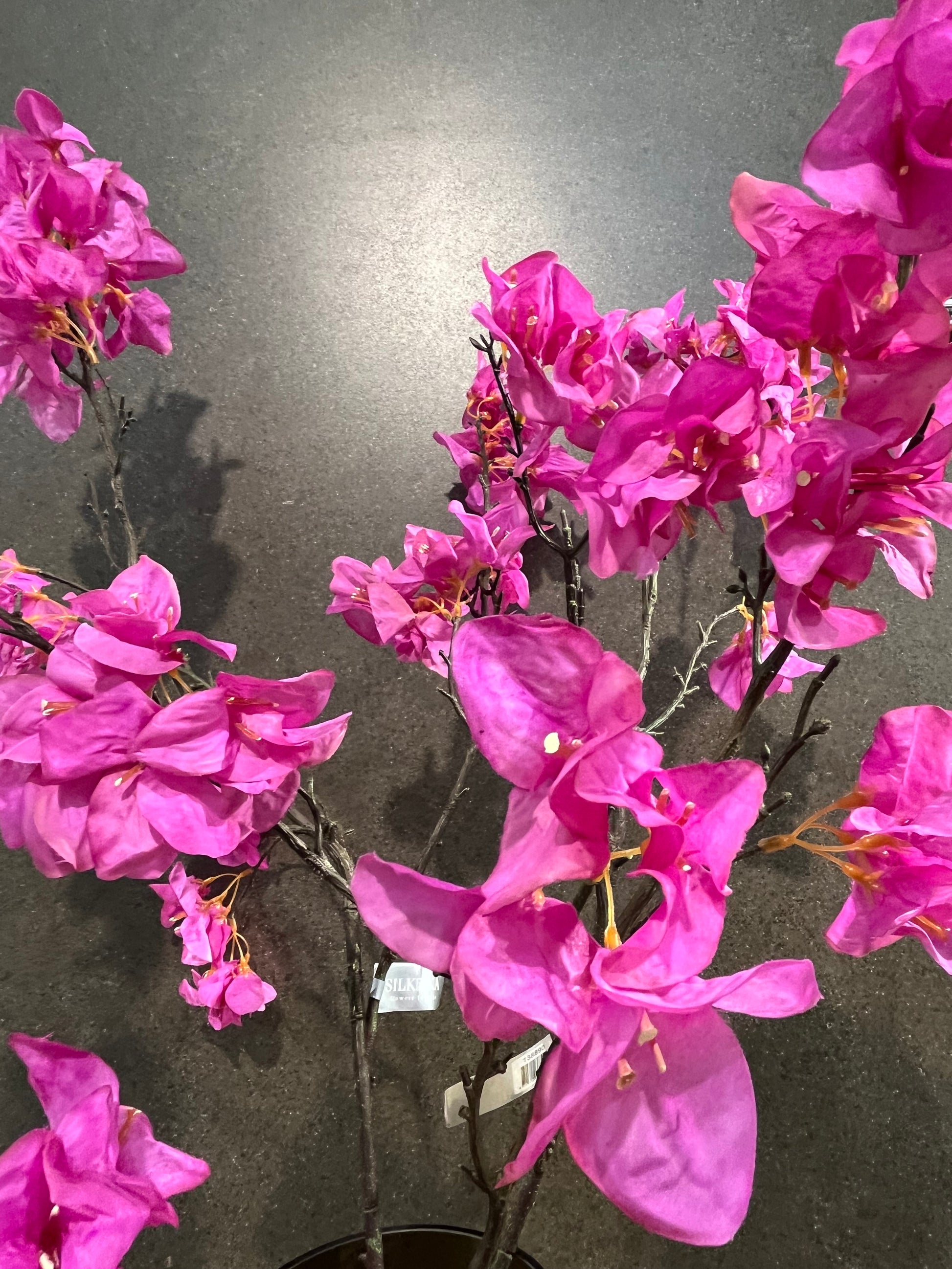 magenta viragcs